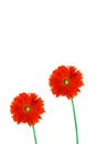 Two gerbera daisies Royalty Free Stock Photo