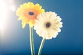 Two gerbera daisies, against the light, blue background Royalty Free Stock Photo