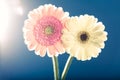 Two gerbera daisies, against the light, blue background Royalty Free Stock Photo