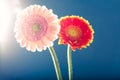 Two gerbera daisies, against the light, blue background Royalty Free Stock Photo
