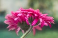 Two Gerbera Daisies Royalty Free Stock Photo