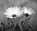 Two By Two - Gerbera Daisies In A Garden - Black & White Royalty Free Stock Photo