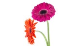 Two gerbera daisy flowers isolated on white background. Bouquet of two beautiful gerbera flowers Royalty Free Stock Photo