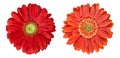 Two gerbera flowers in high resolution Royalty Free Stock Photo