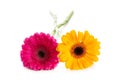 Two gerbera flowers isolated Royalty Free Stock Photo