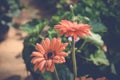 Two gerbera flowers Royalty Free Stock Photo