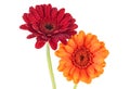 Two gerbera flowers in water drops, white background Royalty Free Stock Photo