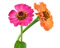 Two gerbera Flowers on white background Royalty Free Stock Photo