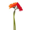 Two gerberas intertwined with each other