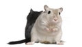 Two Gerbils, 2 years old Royalty Free Stock Photo