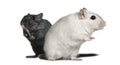 Two Gerbils, 2 years old Royalty Free Stock Photo