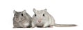 Two Gerbils, 2 years old Royalty Free Stock Photo