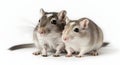 Two gerbils posing on white background, ai generated Royalty Free Stock Photo