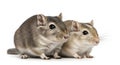 Two gerbils on a white background, ai generated Royalty Free Stock Photo