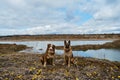 Dogs on sand pit and glade of yellow flowers. Aussie puppy and adult shepherd. Two German and Australian Shepherds are sitting on