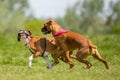 Two German Boxer Dogs running and jumping chasing each other in a field. play biting Royalty Free Stock Photo