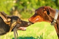 Two german shepherd and doberman pinscher