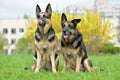 two German shepherd dogs Royalty Free Stock Photo