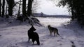 Two German Shepherd dogs in a countryside snow scene in Devon South West England Royalty Free Stock Photo