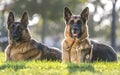 Two German Shepherd Dogs Looking Alert for a Portrait Royalty Free Stock Photo