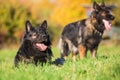 Two German Shepherd dogs on the meadow Royalty Free Stock Photo