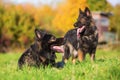 Two German Shepherd dogs on the meadow Royalty Free Stock Photo
