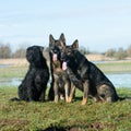 Group of three dogs German shepherds and bouvier