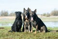 Group of three dogs German shepherds and bouvier