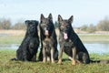 Group of three dogs. German shepherds and bouvier