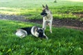 Two German shepherd dogs Royalty Free Stock Photo