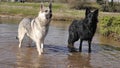 Two German Shepherd Dogs in Water Royalty Free Stock Photo