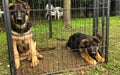 Two German Shepherd puppies in the cage outside in the garden Royalty Free Stock Photo