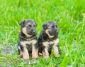 Two german shepherd puppies on green grass Royalty Free Stock Photo