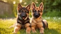 two german shepherd puppies lying on the grass photorealistic Royalty Free Stock Photo