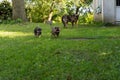 Two German Shepherd type a dog puppies running away from their mother Royalty Free Stock Photo