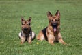 Two German Shepherds Royalty Free Stock Photo