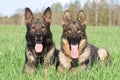 Two German shepherds Royalty Free Stock Photo