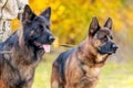 Two German shepherds with an aggressive look on a leash Royalty Free Stock Photo
