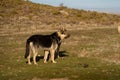 German shepherds in a field with bushes Royalty Free Stock Photo
