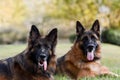 Two German Shepherds on the green grass Royalty Free Stock Photo