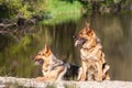 Two German Shepherds Royalty Free Stock Photo