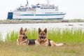 Two German Shepherds Royalty Free Stock Photo