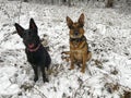 Two German shepherds are sitting in a forest with snow Royalty Free Stock Photo