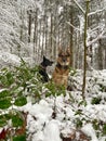 Two German shepherds are sitting in a forest with snow Royalty Free Stock Photo