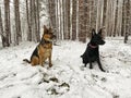 Two German shepherds are sitting in a forest with snow Royalty Free Stock Photo
