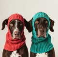 Two German Shorthaired Pointer dogs wearing red and teal balaclavas