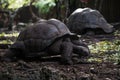 Giant aldabra turtles at reserve