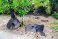 Two giant broken prehistoric megalithic stone coins or money rai, lying in the sand hidden under trees in jungle. Yap island.