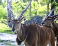 Two Giant Eland close up. Royalty Free Stock Photo