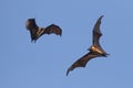 Two Indian flying fox bat on the sky, Pteropus, giganteus